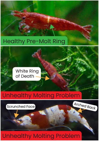 Pre-molt ring vs White Ring of Death
