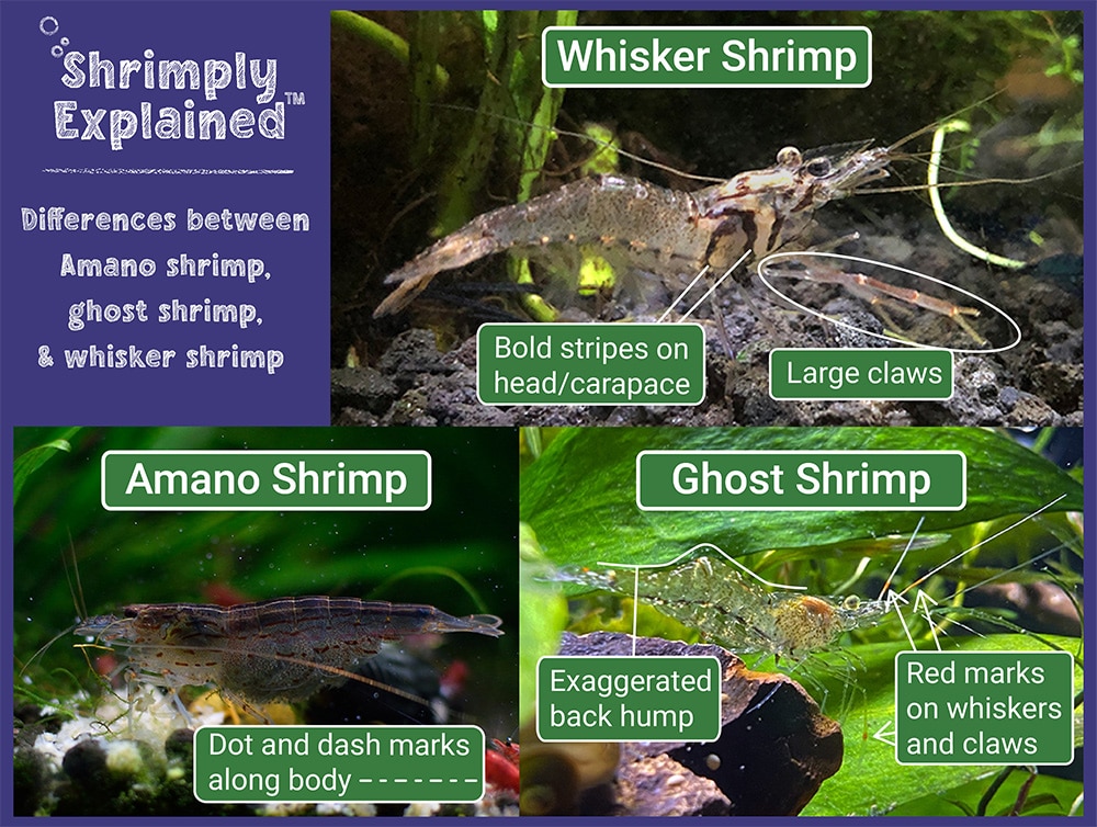 SB 102 - Types of Freshwater Shrimp - Shrimply Explained