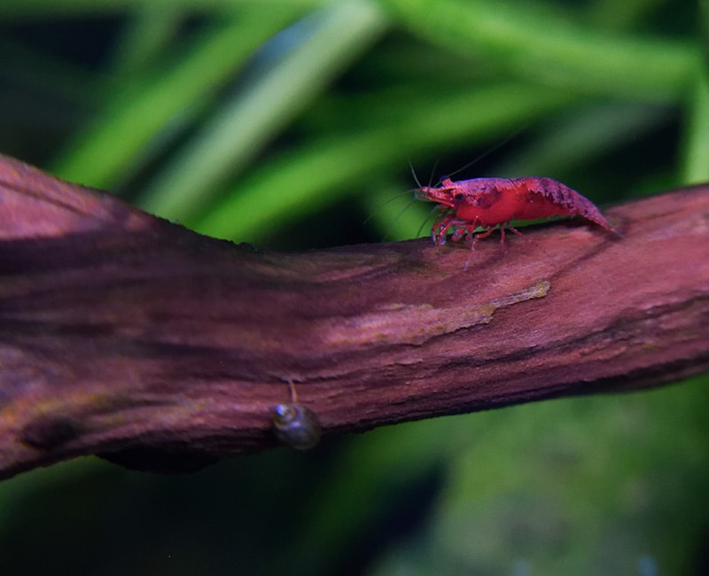 Profile of a large back stripe on a cherry shrimp