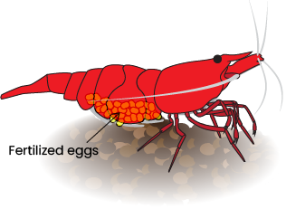 Berried Female Cherry Shrimp