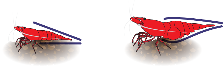 Male vs Female Cherry Shrimp Abdomen Shape