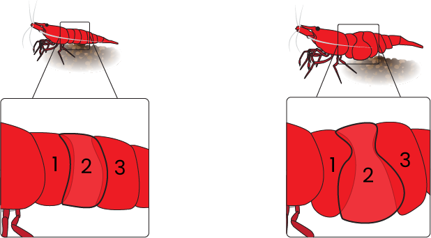 Male vs female cherry shrimp abdomen segments
