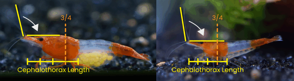 Male vs Female shrimp antenna length comparison