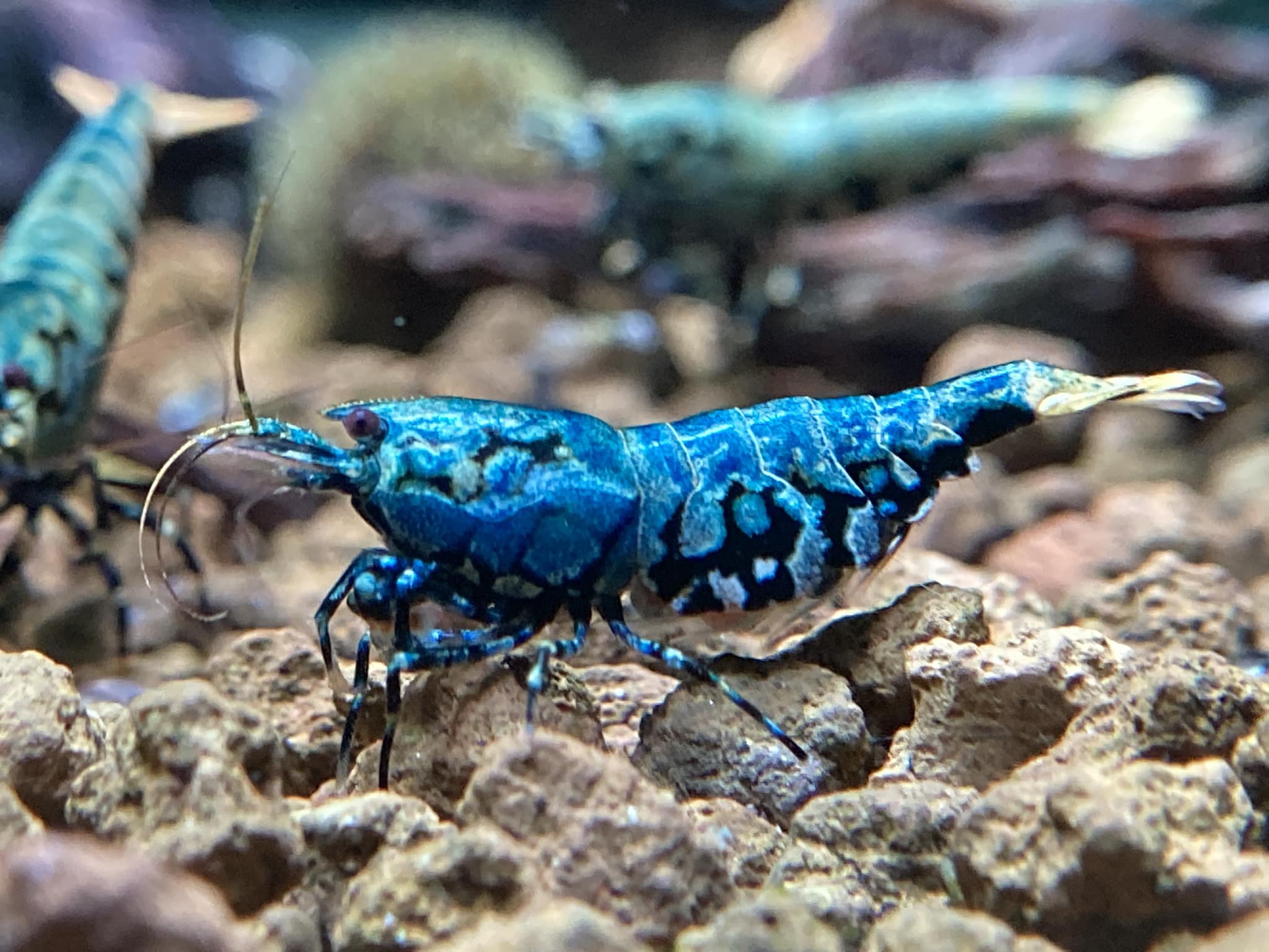 blue boa caridina bred by Kerric Peyton